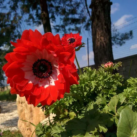 2 Fields Bed & Breakfast 3*