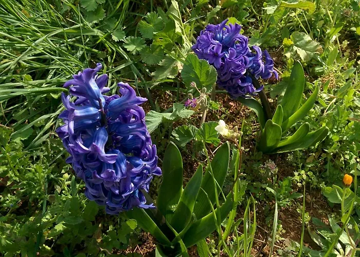 Bed & Breakfast 2 Fields 3*